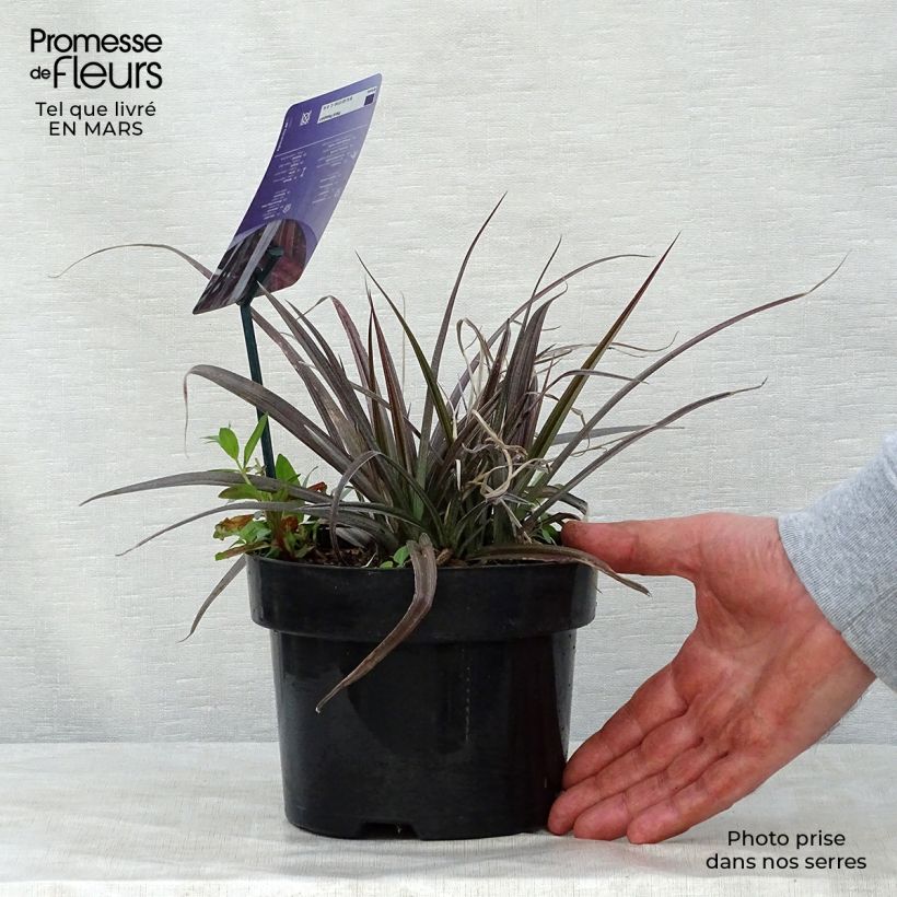 Exemplar von Astelia nivicola Red devil - Astelie Topf mit 2L/3L wie im Frühjahr geliefert