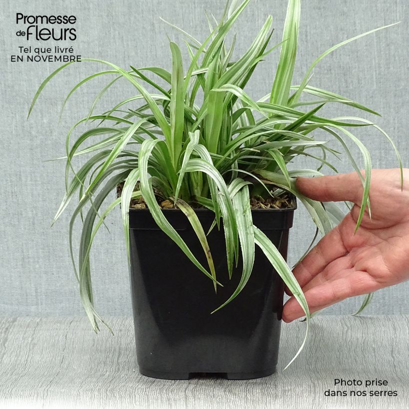 Exemplar von Astelia chathamica Silver Shadow - Astelie Topf mit 2L/3L wie im Herbst geliefert