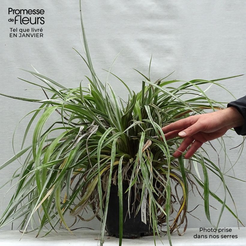 Exemplar von Astelia chathamica Silver Shadow - Astelie Topf mit 2L/3L wie im Winter geliefert