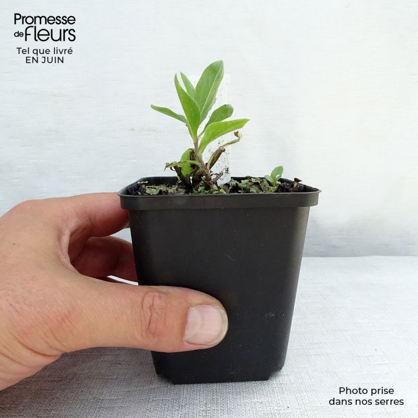 Exemplar von Aster JS Bart's Blue Beauty Kleine Töpfe von 8/9 cm wie im Sommer geliefert