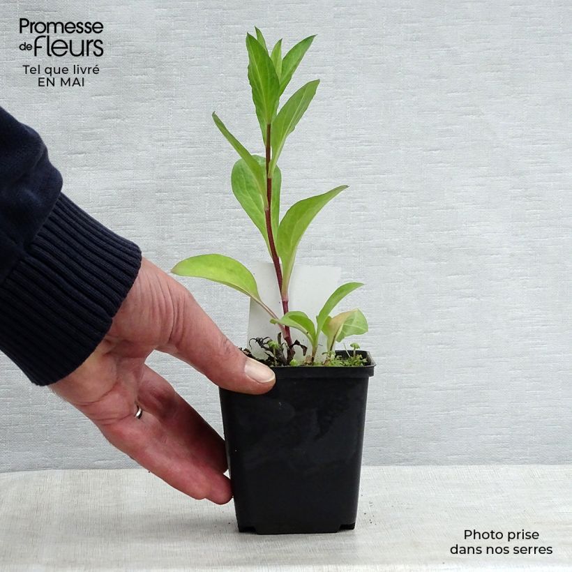 Exemplar von Aster JS Bart's Blue Beauty Kleine Töpfe von 8/9 cm wie im Frühjahr geliefert