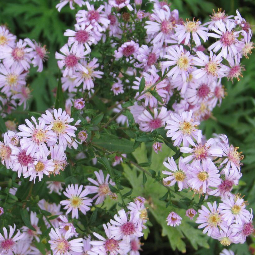 Aster lateriflorus Coombe Fishacre - Herbstaster (Hafen)