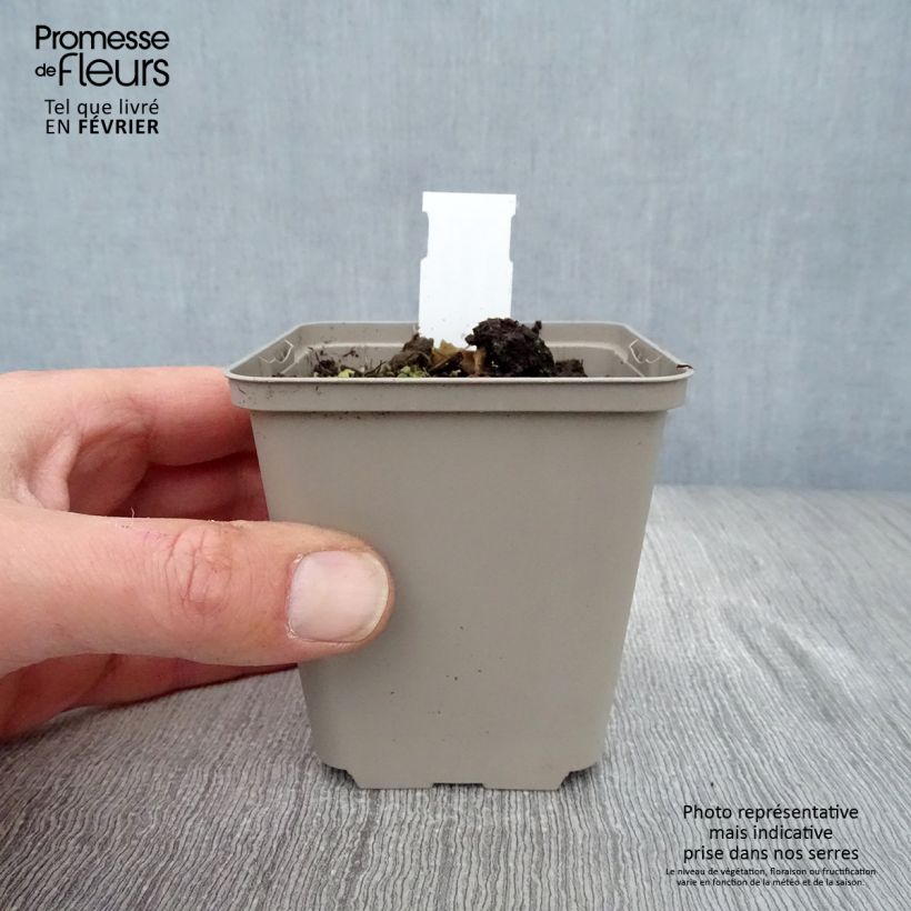 Exemplar von Aster ageratoides Eleven purple - Ageratum-ähnliche Aster Kleine Töpfe von 8/9 cm wie im Winter geliefert