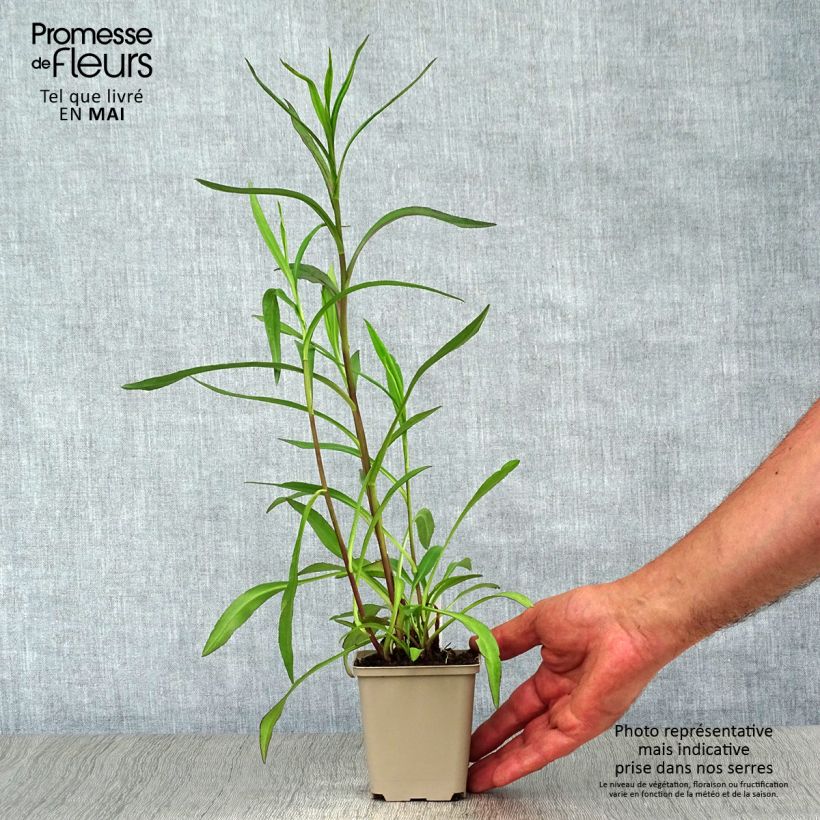 Exemplar von Aster Le Vasterival Kleine Töpfe von 8/9 cm wie im Frühjahr geliefert