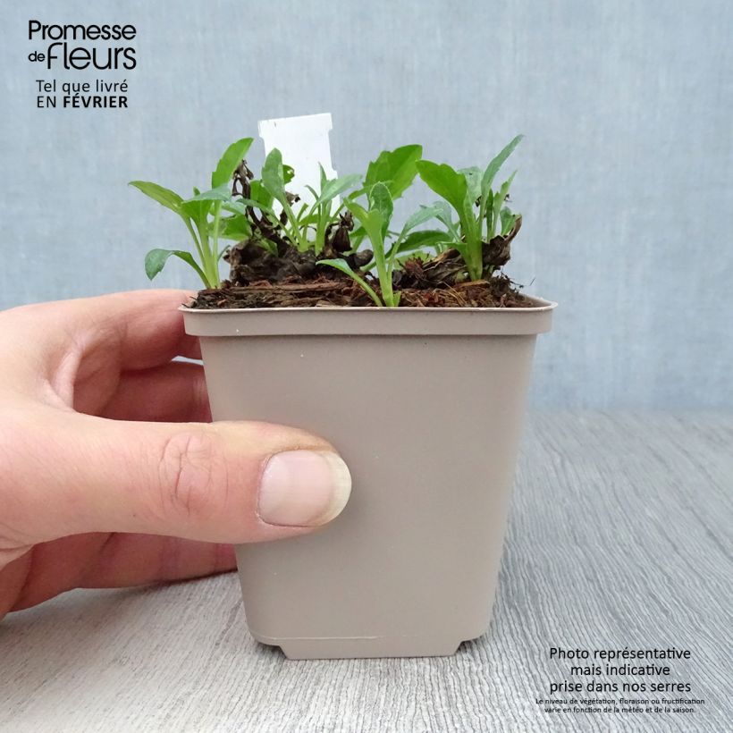 Exemplar von Aster ageratoides Asmoe - Ageratum-ähnliche Aster Kleine Töpfe von 8/9 cm wie im Winter geliefert