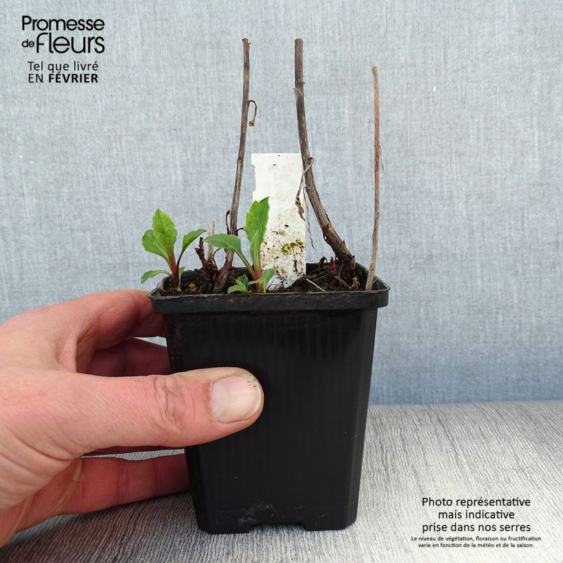 Exemplar von Aster ageratoides Asran - Ageratum-ähnliche Aster Kleine Töpfe von 8/9 cm wie im Winter geliefert