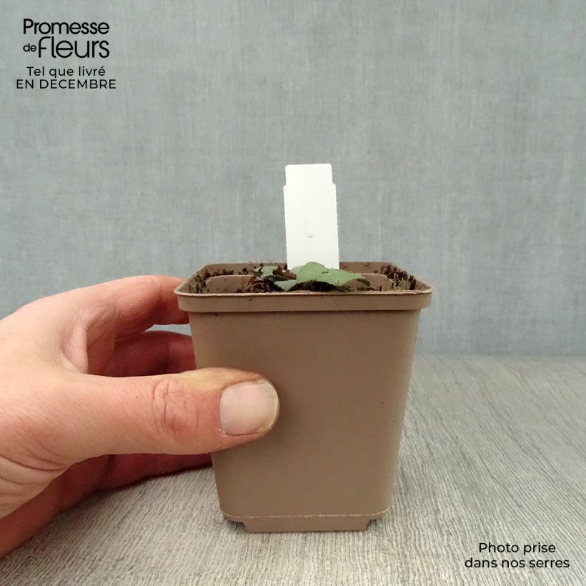 Exemplar von Aster ageratoides Harry Schmidt - Ageratum-ähnliche Aster Kleine Töpfe von 8/9 cm wie im Winter geliefert