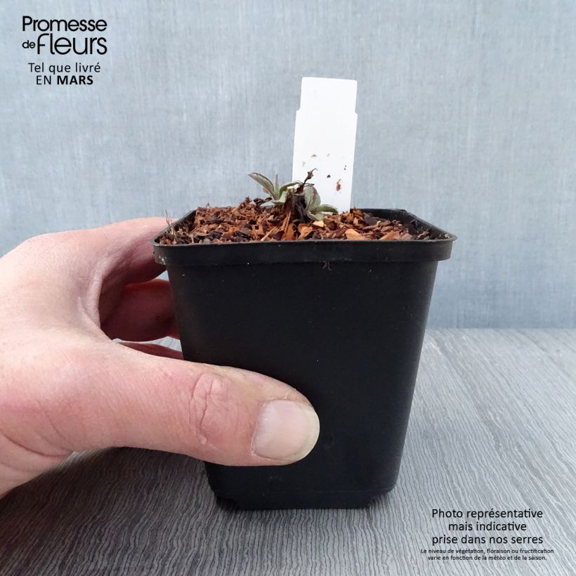 Exemplar von Aster ageratoides Harry Schmidt - Ageratum-ähnliche Aster Kleine Töpfe von 8/9 cm wie im Frühjahr geliefert