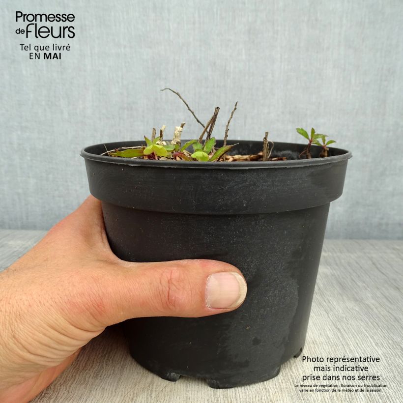 Exemplar von Aster ageratoides Stardust - Ageratum-ähnliche Aster Topf mit 2L/3L wie im Frühjahr geliefert