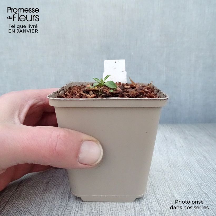 Exemplar von Aster alpinus Dunkle Schöne - Alpen-Aster Kleine Töpfe von 8/9 cm wie im Winter geliefert