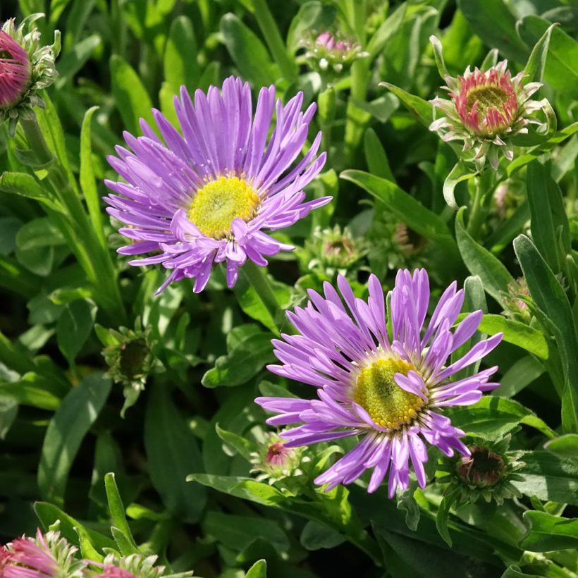 Aster alpinus Goliath - Alpen-Aster (Blüte)