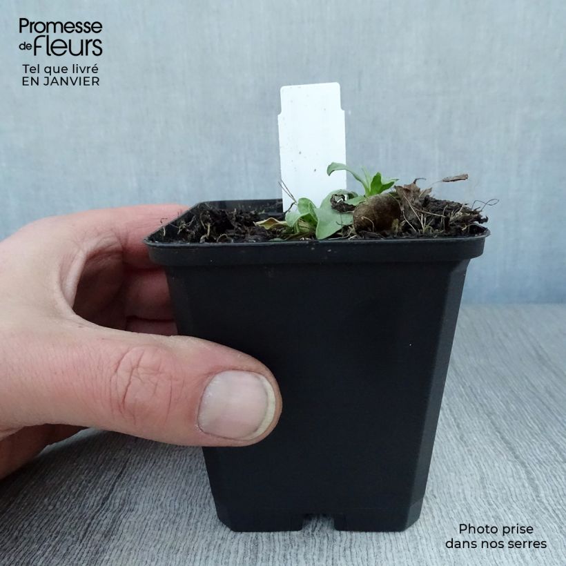 Exemplar von Aster alpinus Goliath - Alpen-Aster Kleine Töpfe von 8/9 cm wie im Winter geliefert