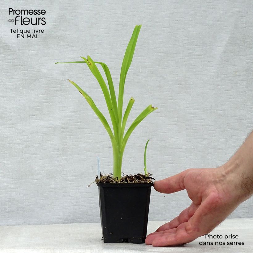 Exemplar von Aster alpinus Goliath - Alpen-Aster Kleine Töpfe von 8/9 cm wie im Frühjahr geliefert