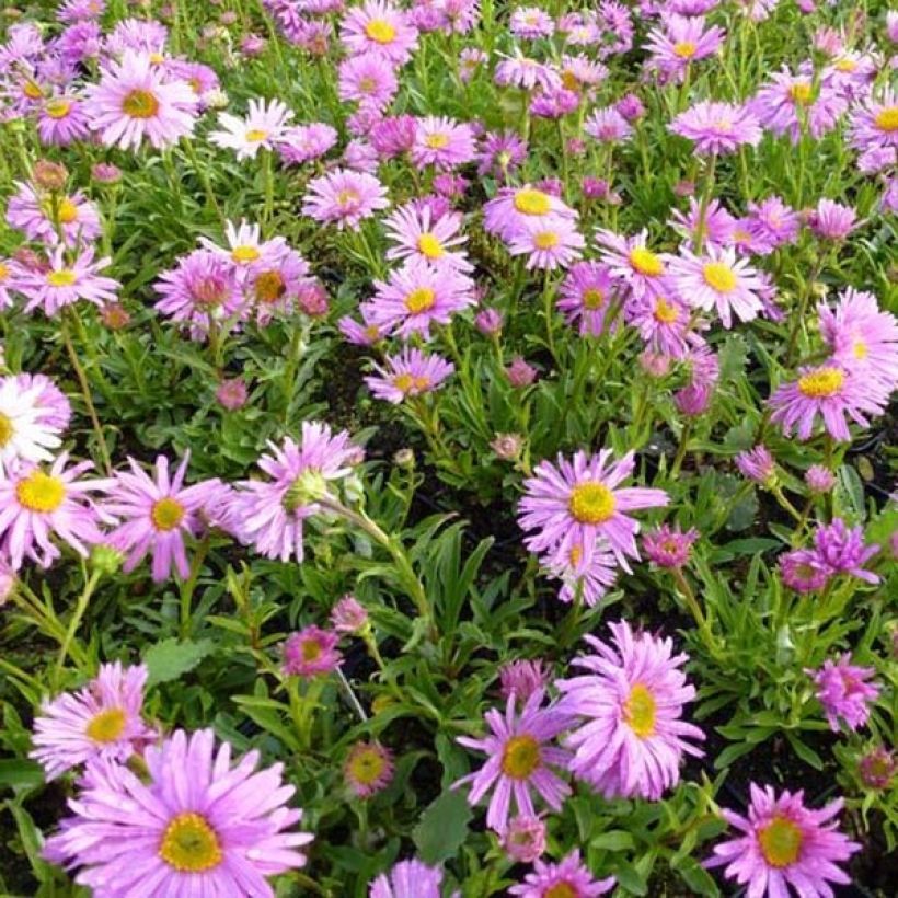 Aster alpinus Happy End - Alpen-Aster (Hafen)