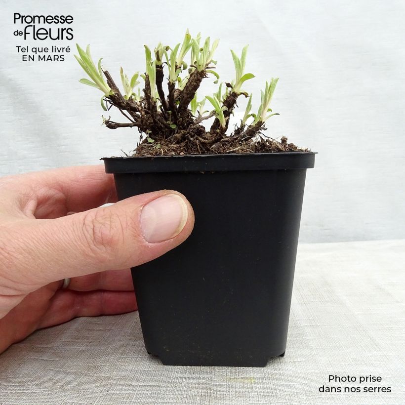 Exemplar von Aster alpinus Happy End - Alpen-Aster Kleine Töpfe von 8/9 cm wie im Frühjahr geliefert