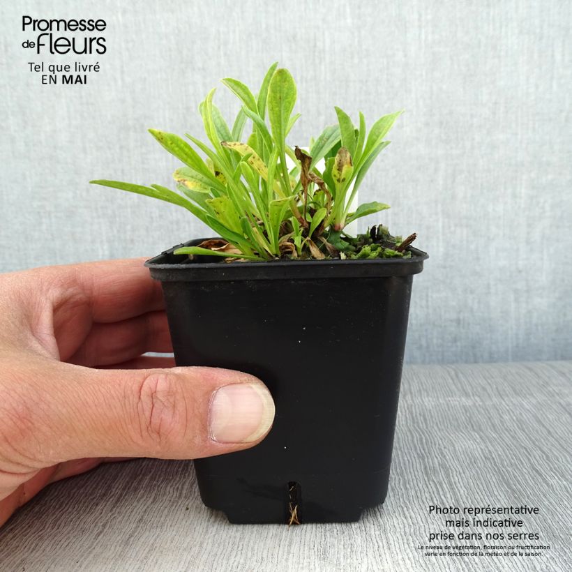 Exemplar von Aster alpinus Pinkie - Alpen-Aster Kleine Töpfe von 8/9 cm wie im Frühjahr geliefert