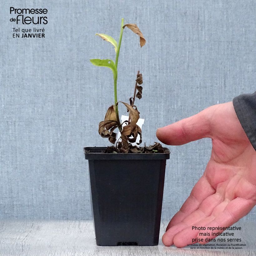 Exemplar von Aster amellus Blue King - Berg-Aster Kleine Töpfe von 8/9 cm wie im Winter geliefert