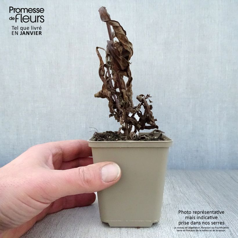 Exemplar von Aster amellus King George - Berg-Aster Kleine Töpfe von 8/9 cm wie im Winter geliefert