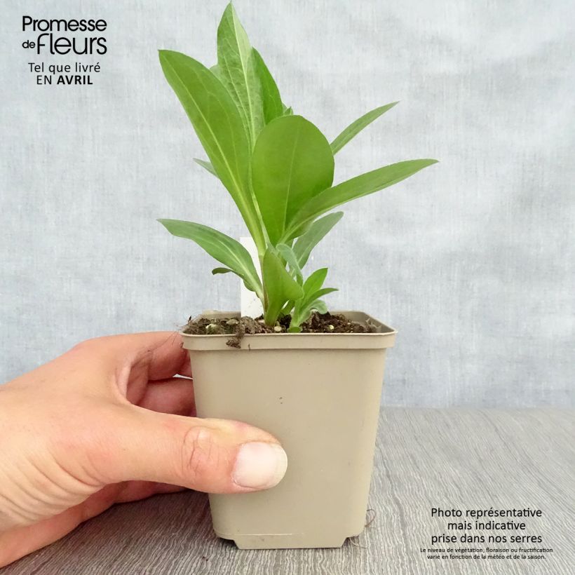 Exemplar von Aster amellus King George - Berg-Aster Kleine Töpfe von 8/9 cm wie im Frühjahr geliefert