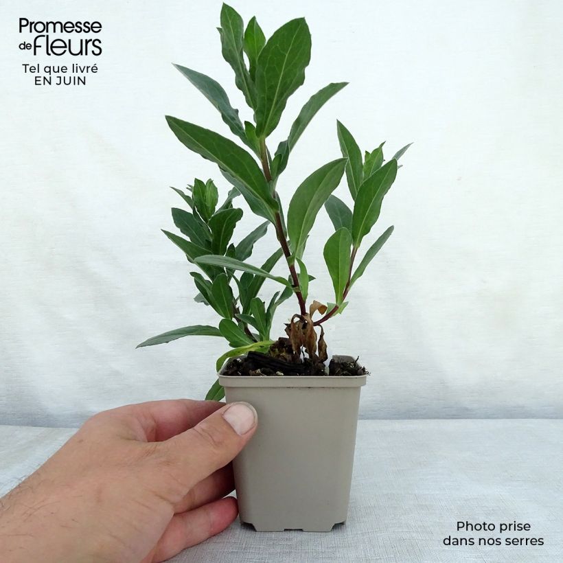 Exemplar von Aster amellus King George - Berg-Aster Kleine Töpfe von 8/9 cm wie im Sommer geliefert