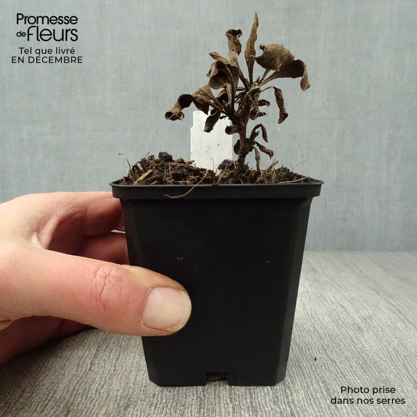 Exemplar von Aster amellus Rosa Erfüllung - Berg-Aster Kleine Töpfe von 8/9 cm wie im Winter geliefert