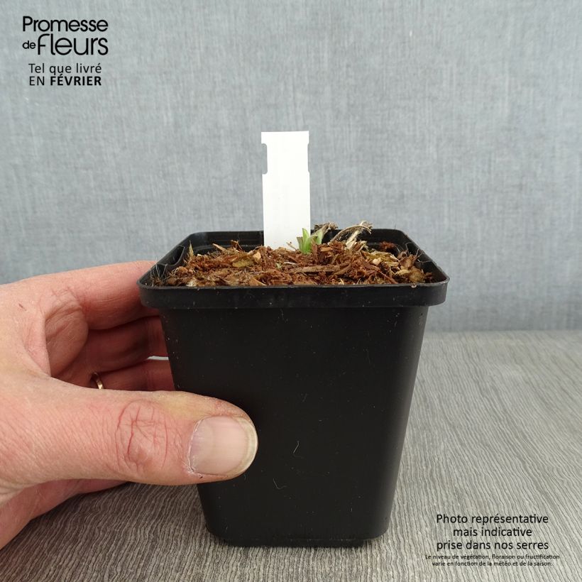 Exemplar von Aster amellus Rudolf Goethe - Berg-Aster Kleine Töpfe von 8/9 cm wie im Winter geliefert