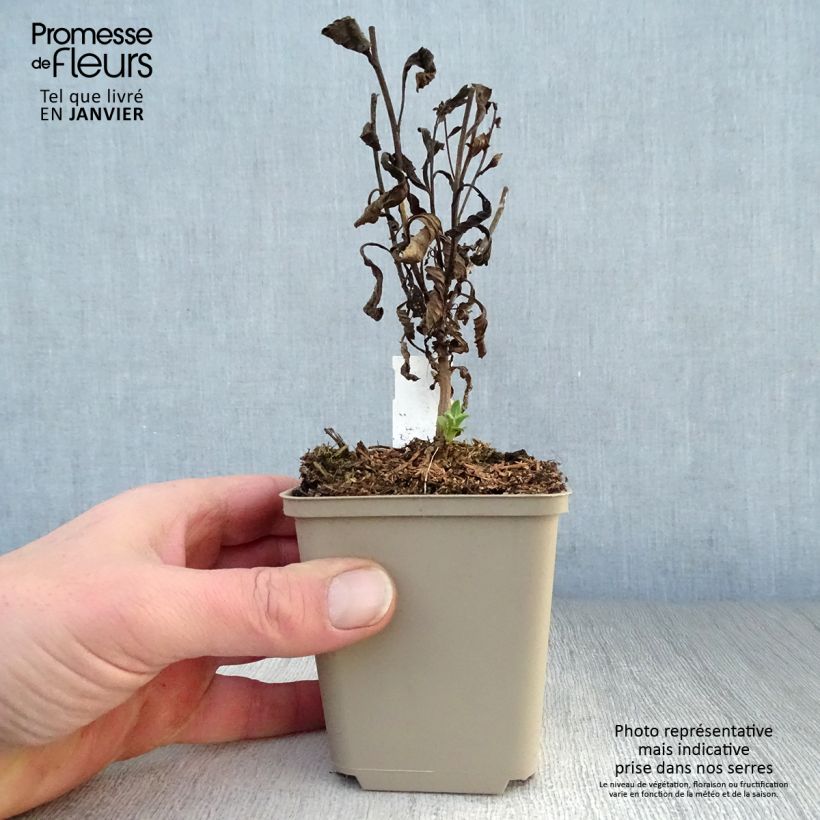 Exemplar von Aster amellus Sonia - Berg-Aster Kleine Töpfe von 8/9 cm wie im Winter geliefert