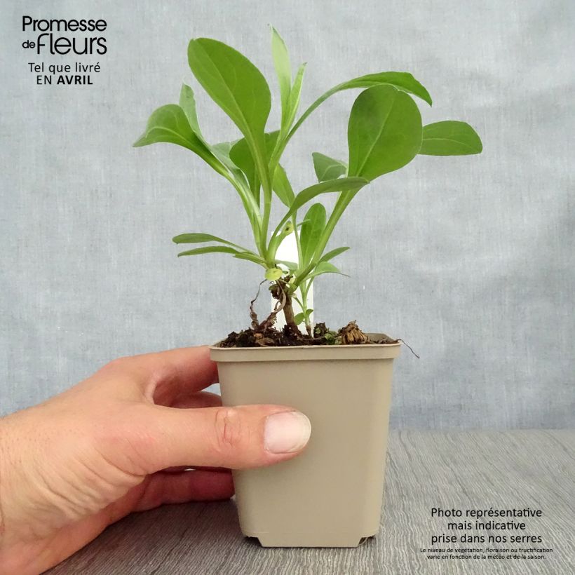 Exemplar von Aster amellus Sonia - Berg-Aster Kleine Töpfe von 8/9 cm wie im Frühjahr geliefert