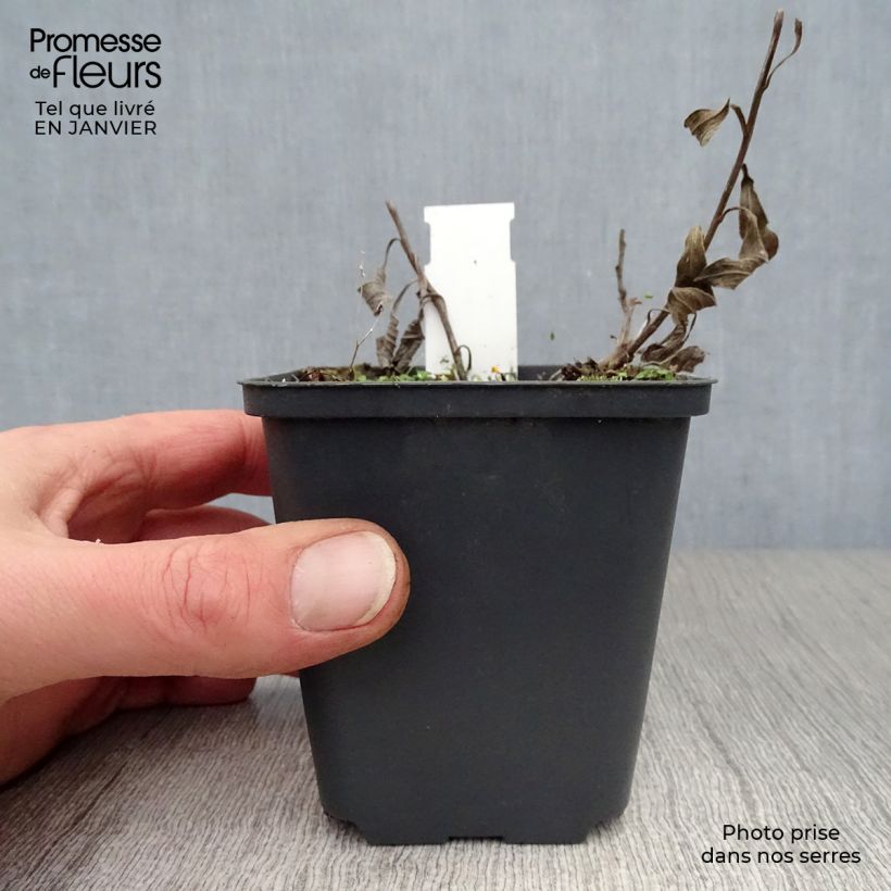 Exemplar von Aster amellus Veilchenkönigin - Violet Queen - Berg-Aster Kleine Töpfe von 8/9 cm wie im Winter geliefert