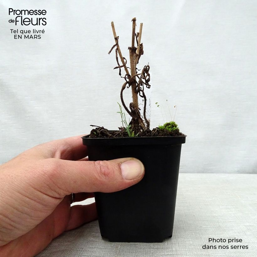 Exemplar von Aster amethystinus Kylie - Aster Kleine Töpfe von 8/9 cm wie im Frühjahr geliefert