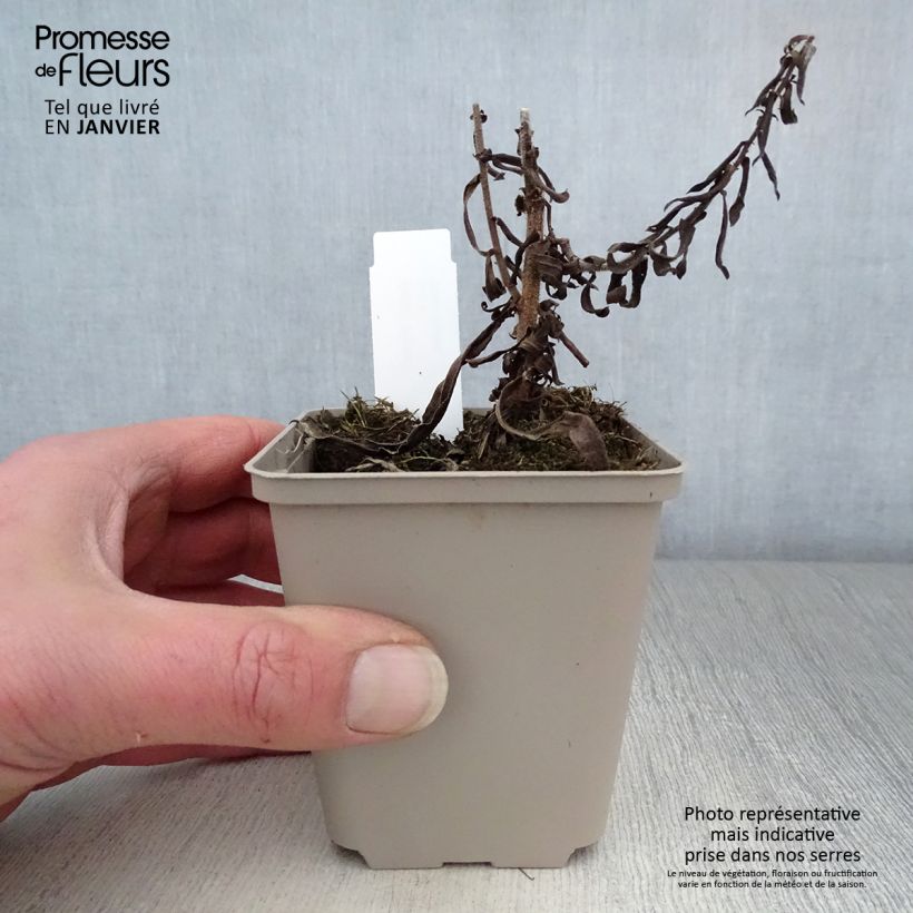 Exemplar von Aster amethystinus Kylie - Aster Kleine Töpfe von 8/9 cm wie im Winter geliefert