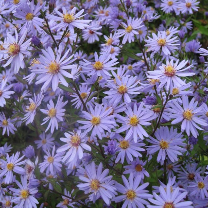 Aster cordifolius Blue Heaven - Schleieraster (Hafen)
