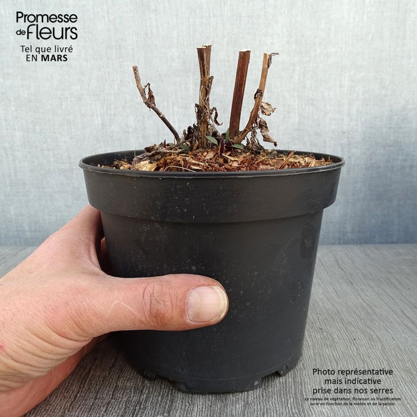 Exemplar von Aster cordifolius Blue Heaven - Schleieraster Topf mit 2L/3L wie im Winter geliefert