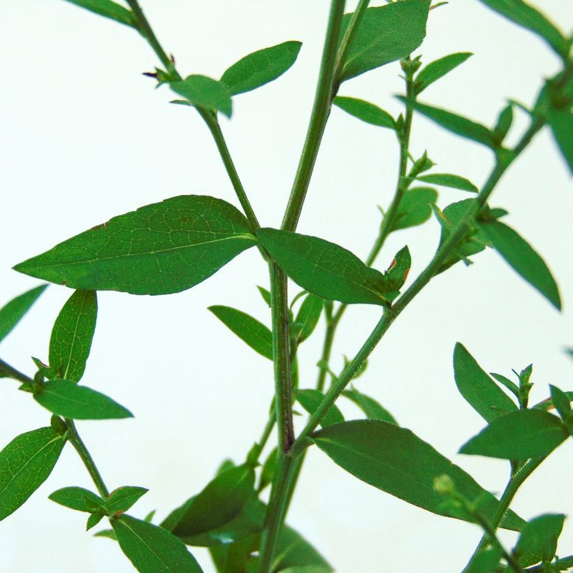 Aster cordifolius Blutenregen - Schleieraster (Laub)