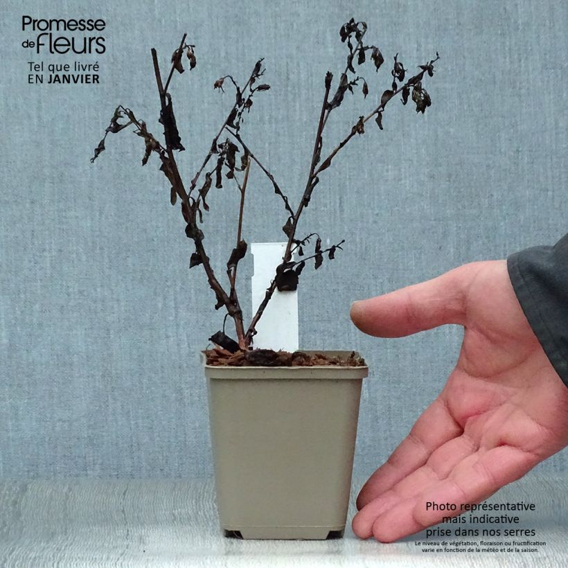 Exemplar von Aster cordifolius Blutenregen - Schleieraster Kleine Töpfe von 8/9 cm wie im Winter geliefert