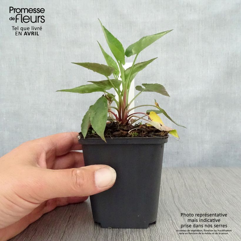 Exemplar von Aster cordifolius Blutenregen - Schleieraster Kleine Töpfe von 8/9 cm wie im Frühjahr geliefert