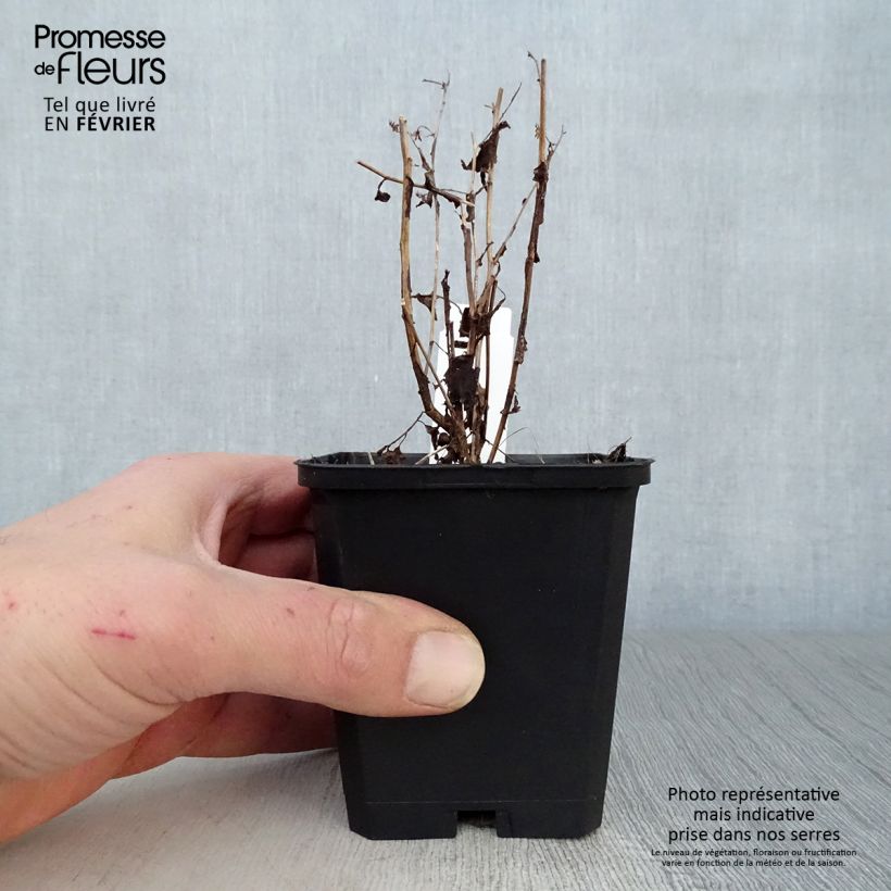 Exemplar von Aster cordifolius Idéal - Schleieraster Kleine Töpfe von 8/9 cm wie im Winter geliefert