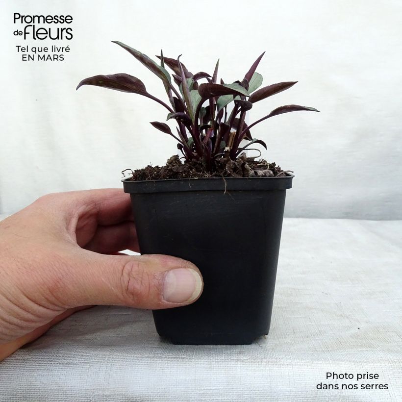 Exemplar von Aster cordifolius Little Carlow - Schleieraster Kleine Töpfe von 8/9 cm wie im Winter geliefert