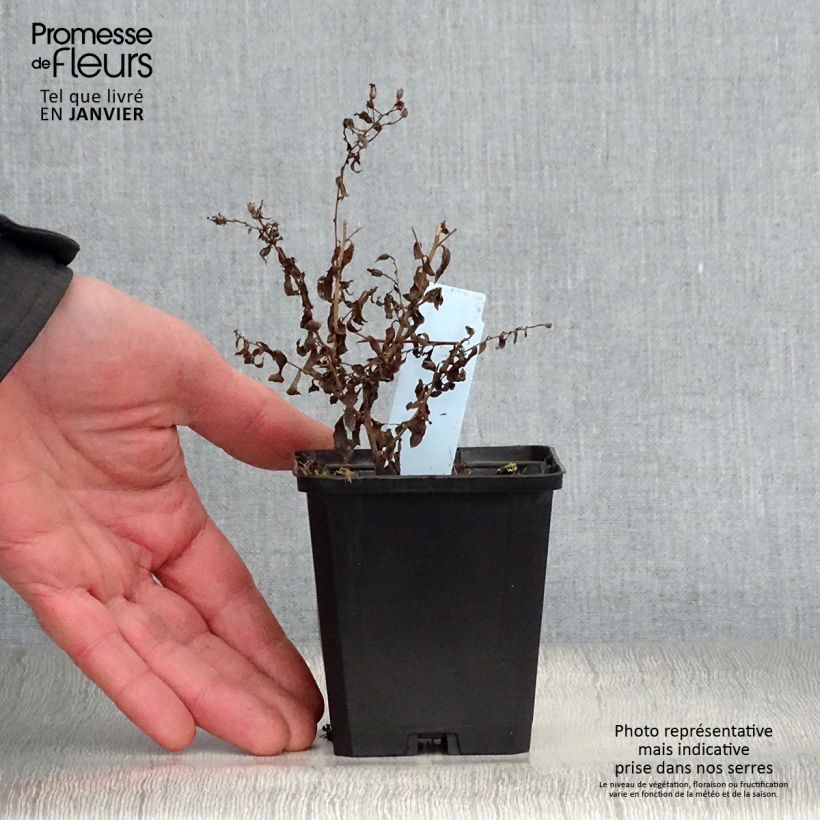 Exemplar von Aster cordifolius Photograph - Schleieraster Kleine Töpfe von 8/9 cm wie im Winter geliefert