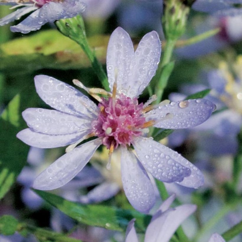 Aster cordifolius Idéal - Schleieraster (Blüte)