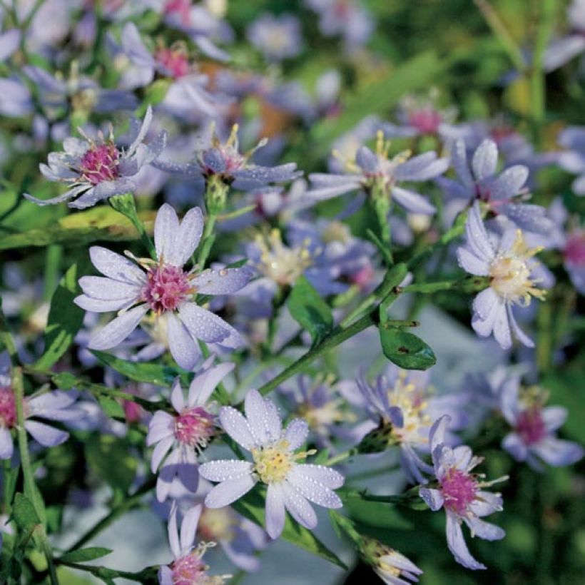 Aster cordifolius Idéal - Schleieraster (Hafen)
