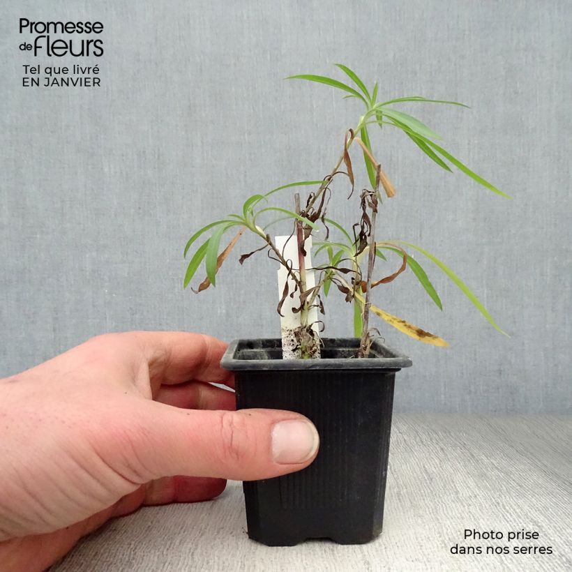 Exemplar von Aster datschii Kleine Töpfe von 8/9 cm wie im Winter geliefert