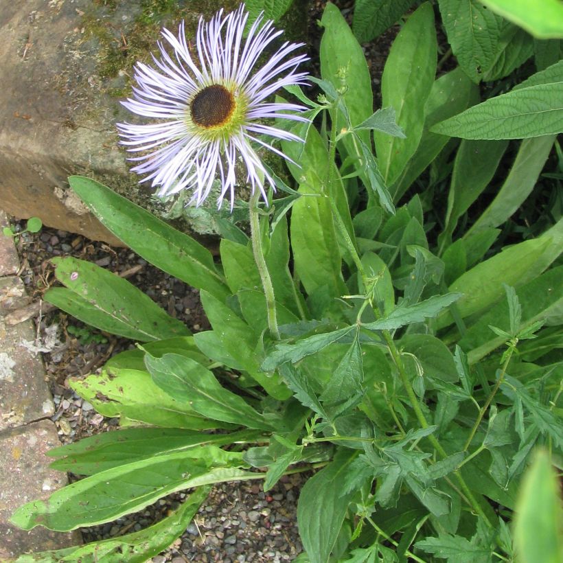 Aster diplostephioides - Flieder-Strahlenaster (Hafen)
