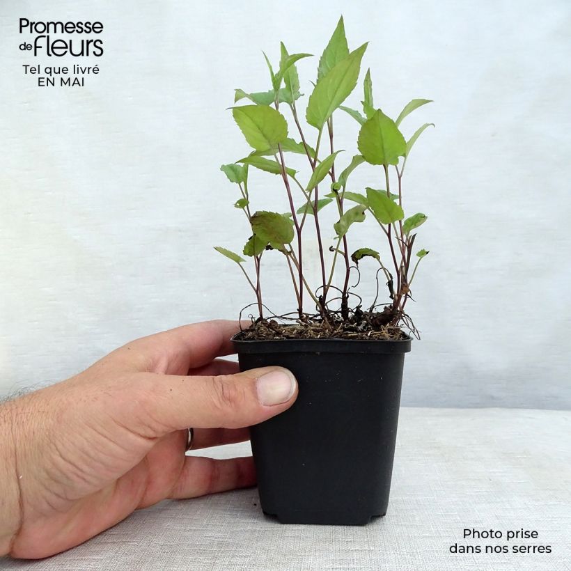 Exemplar von Aster divaricatus Beth Chatto - Weiße Wald-Aster Kleine Töpfe von 8/9 cm wie im Frühjahr geliefert