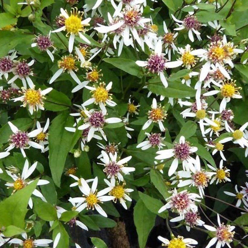 Aster divaricatus Tradescant - Weiße Wald-Aster (Blüte)
