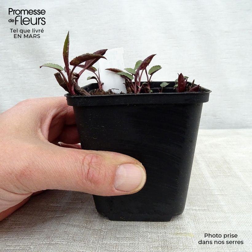 Exemplar von Aster divaricatus Tradescant - Weiße Wald-Aster Kleine Töpfe von 8/9 cm wie im Winter geliefert