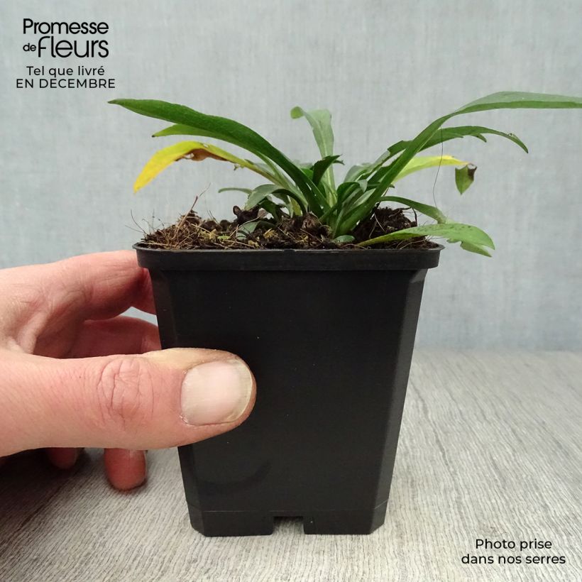 Exemplar von Aster dumosus Anneke - Kissen-Aster Kleine Töpfe von 8/9 cm wie im Winter geliefert