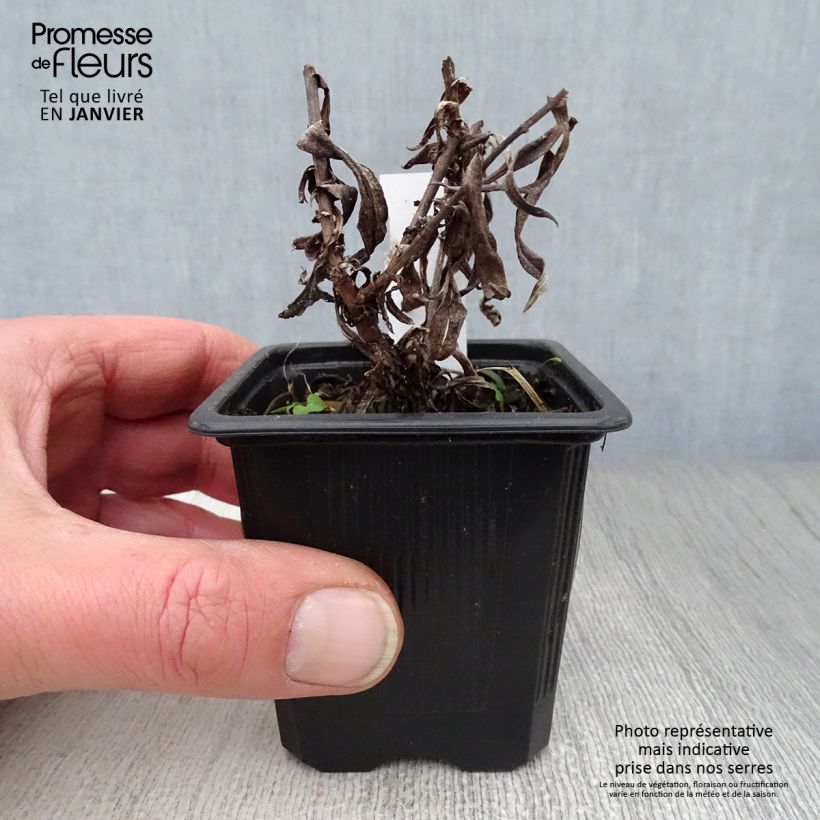 Exemplar von Aster dumosus Augenweide - Kissen-Aster Kleine Töpfe von 8/9 cm wie im Winter geliefert