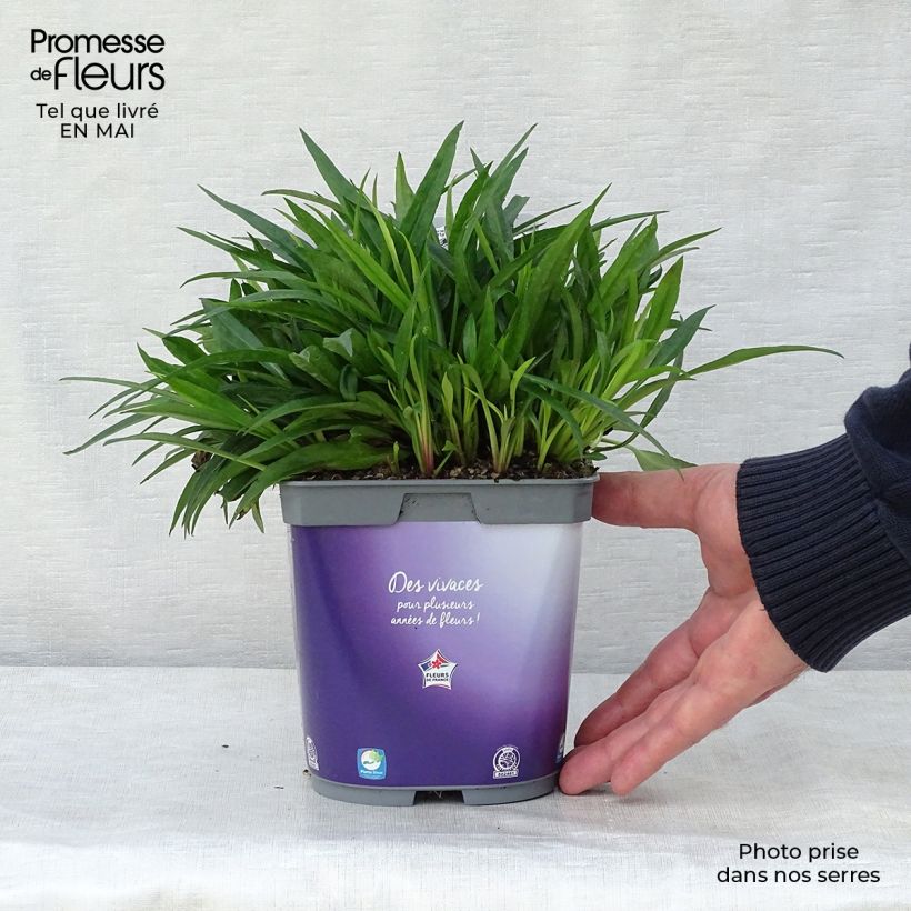 Exemplar von Aster dumosus Augenweide - Kissen-Aster Topf mit 2L/3L wie im Frühjahr geliefert