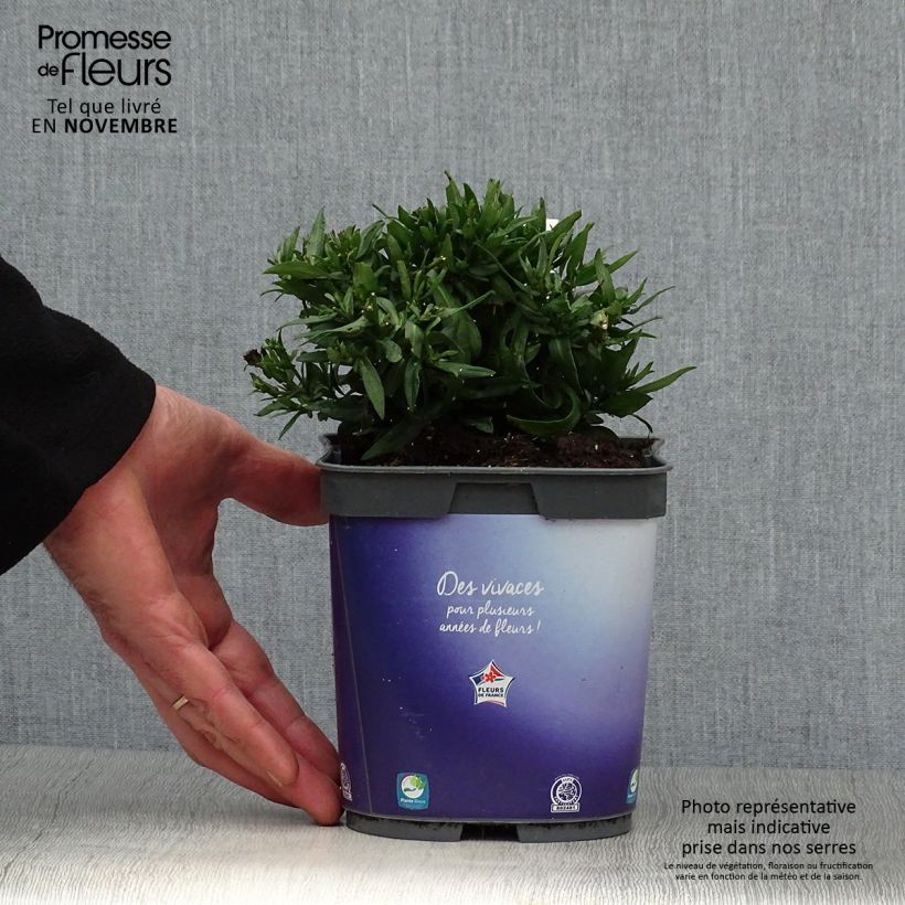 Exemplar von Aster dumosus Augenweide - Kissen-Aster Topf mit 2L/3L wie im Herbst geliefert